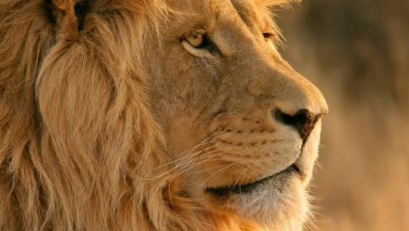 蘋果達到歷史新高：它能提高多少？