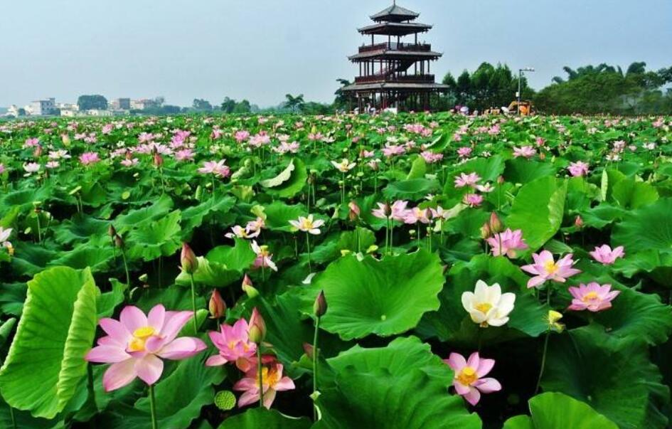 貴港上市公司有哪些-貴港上市公司