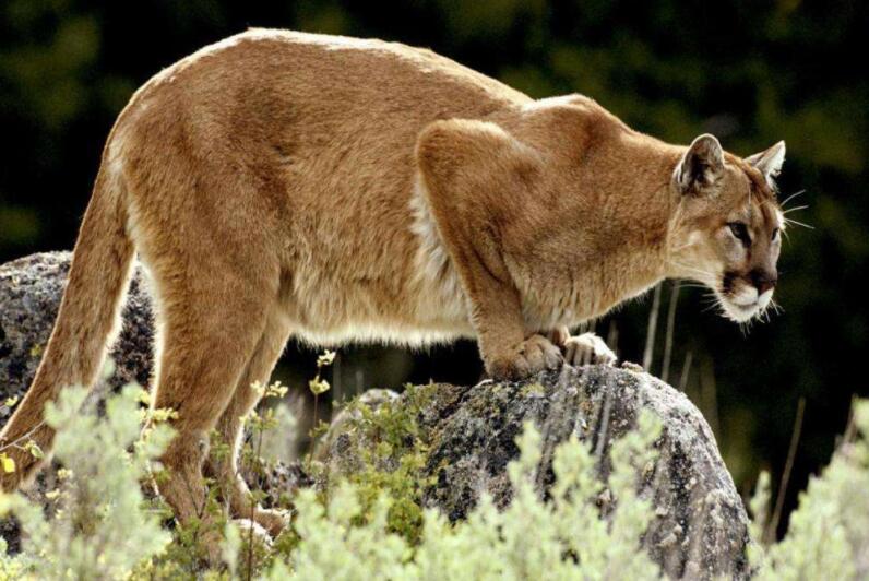 中核科技股票-000777股吧行情分析