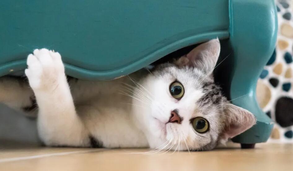 三七互娛股票-002555股吧目標(biāo)價-最新