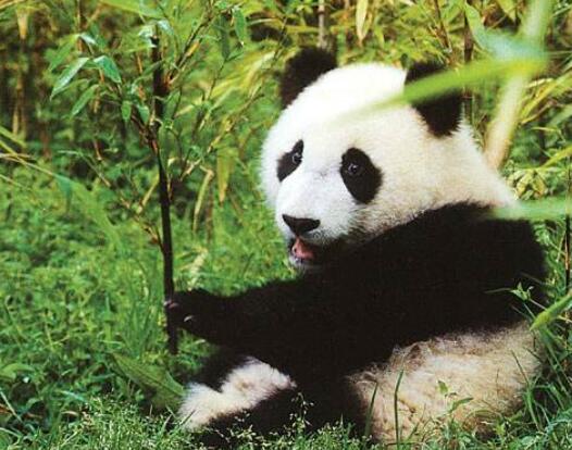 海順新材股票-300501股吧行情分析