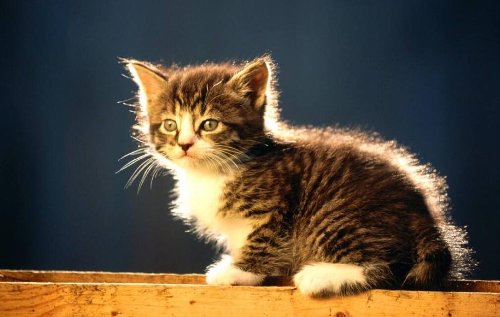 創(chuàng)業(yè)板股票怎么買賣-創(chuàng)業(yè)板股票代