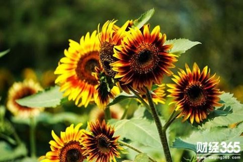 金源財神：1.3黃金再續暴漲，日內天然氣 原油 操作策略